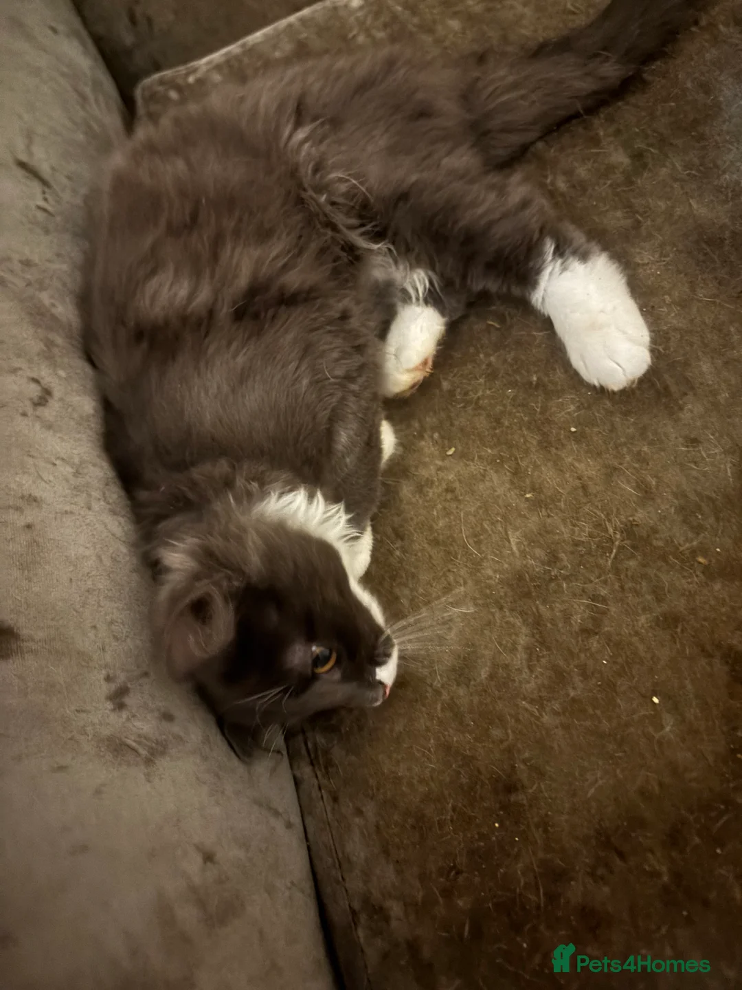 Ragdoll cats for sale: Ragdoll  - Advert 2