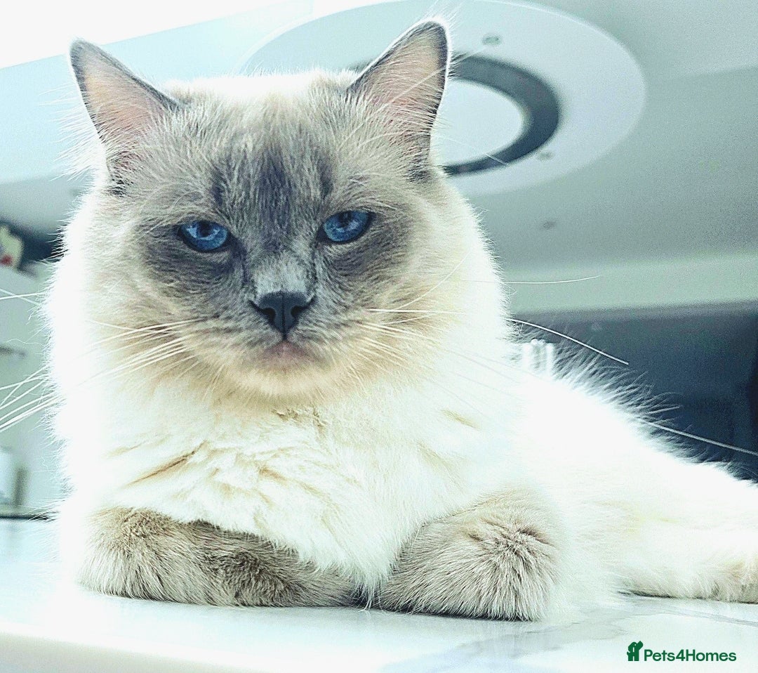 Ragdoll cats Blue Point Champion Line GCCF Registered Stud in Maidstone - Advert 1