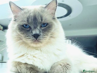 Ragdoll cats in Maidstone - Advert 12