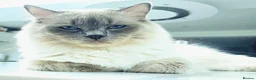 Ragdoll cats for stud: Blue Point Champion Line GCCF Registered Stud in Maidstone - Advert 1