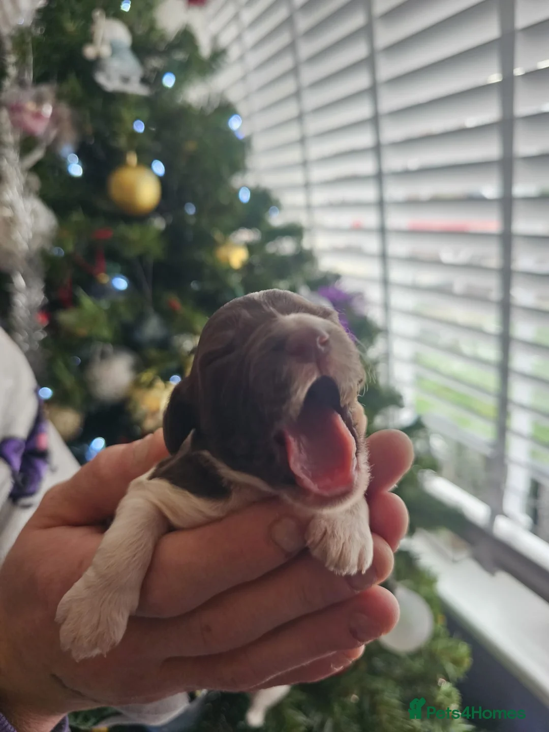 Cockapoo dogs for sale: Adorable cockapoo puppies - Advert 18