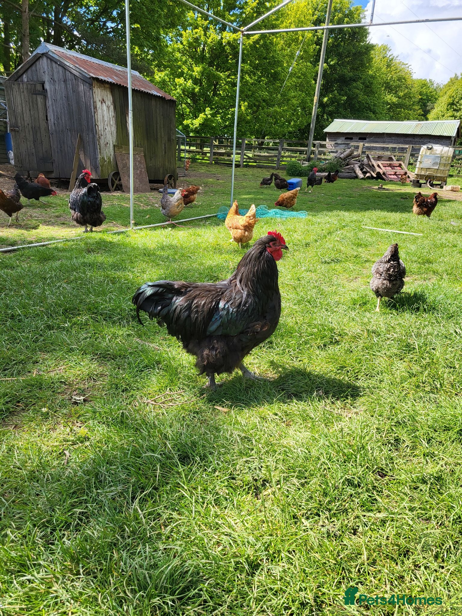 Chickens poultry Pure bred Orpington Cockerels - Advert 1