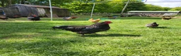 Chickens poultry for sale: Pure bred Orpington Cockerels in York - Advert 1