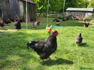Chickens poultry Pure bred Orpington Cockerels - Advert 1