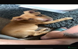 Mixed Breed dogs for sale: 4 month old belgian malinous x staff - Image 2