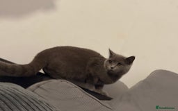 British Shorthair cats for sale: Female British shorthair  - Image 7