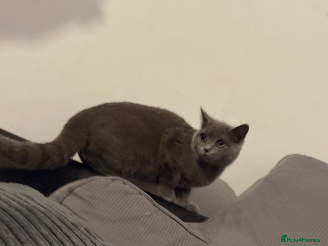 British Shorthair cats for sale: Female British shorthair  - Image 7