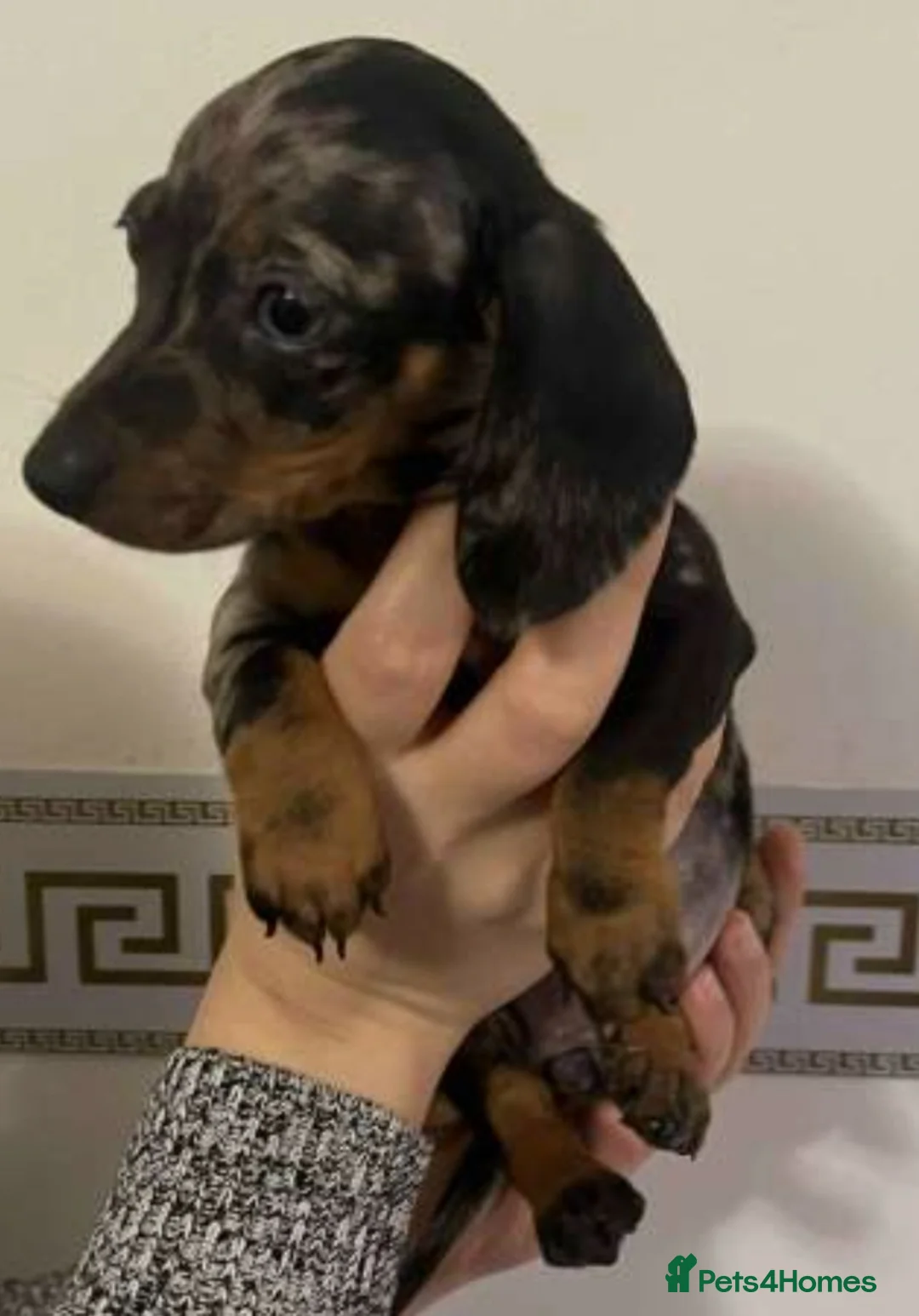 Miniature Dachshund dogs for sale: Miniature dachsund - Advert 8