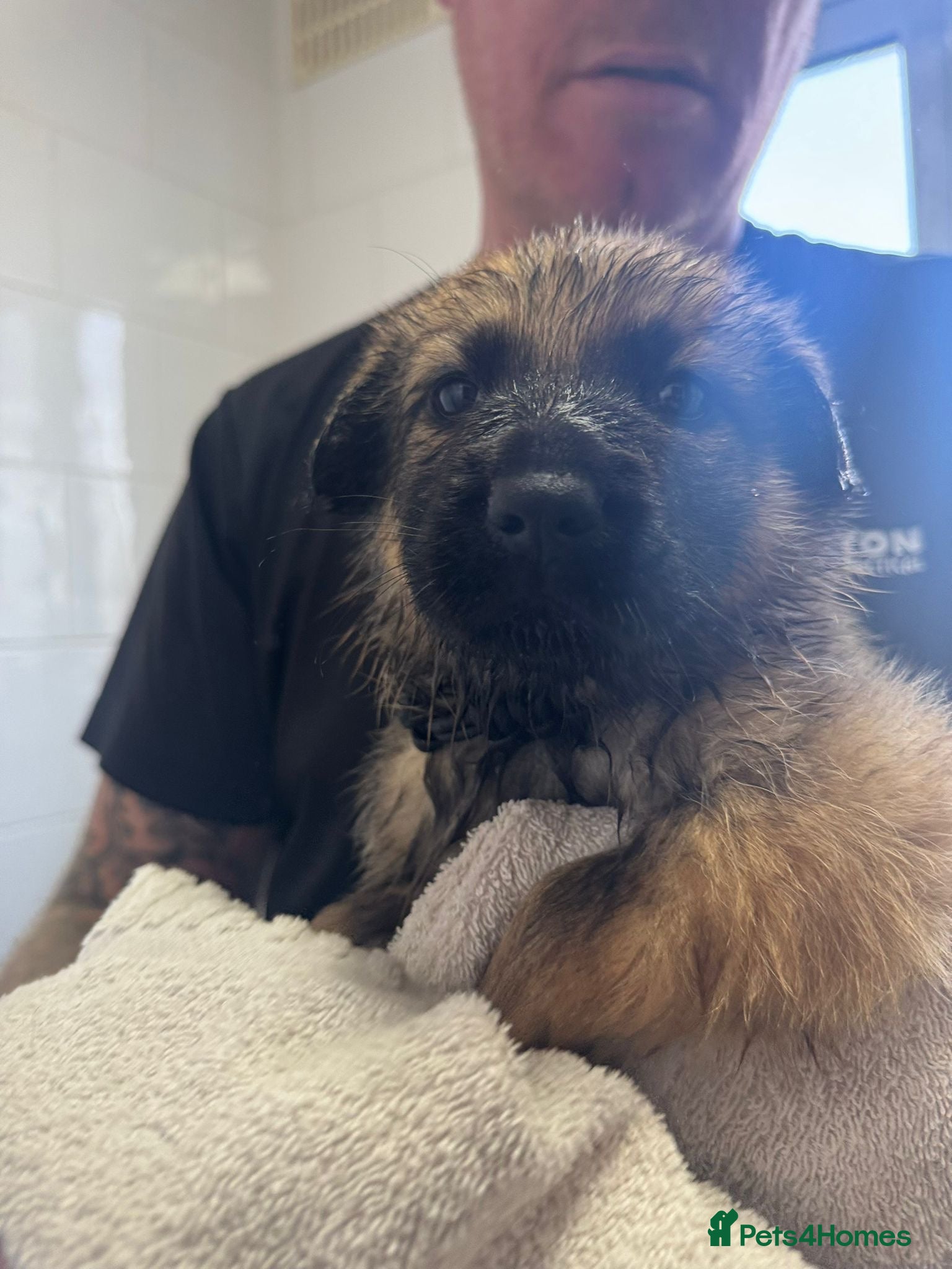 German Shepherd dogs Beautiful chunky German shepherd puppies - Advert 10