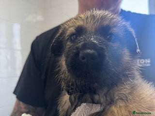 German Shepherd dogs Beautiful chunky German shepherd puppies - Advert 14