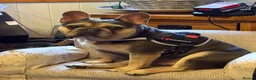 French Bulldog dogs for sale: Harvey the pedigree Frenchie - Advert 1
