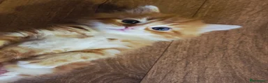 Persian Kitten 1
