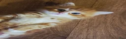 Persian cats for sale: Persian x maincoon  - Advert 10