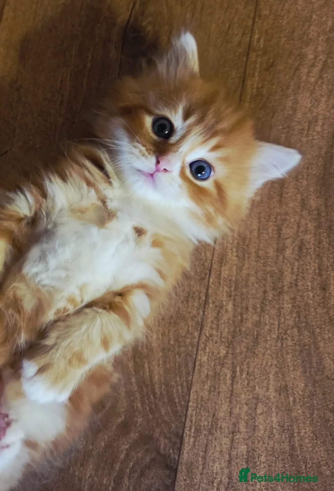 Persian cats for sale: Persian x maincoon  - Advert 10