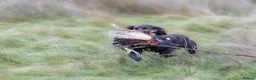 Cocker Spaniel dogs for stud: OFTW Breckmarsh Faron Cocker Spaniel Stud - Choc in Ludlow - Advert 2