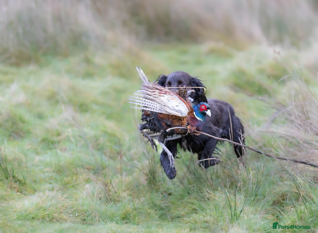 Cocker Spaniel dogs for stud: OFTW Breckmarsh Faron Cocker Spaniel Stud - Choc in Ludlow - Advert 2