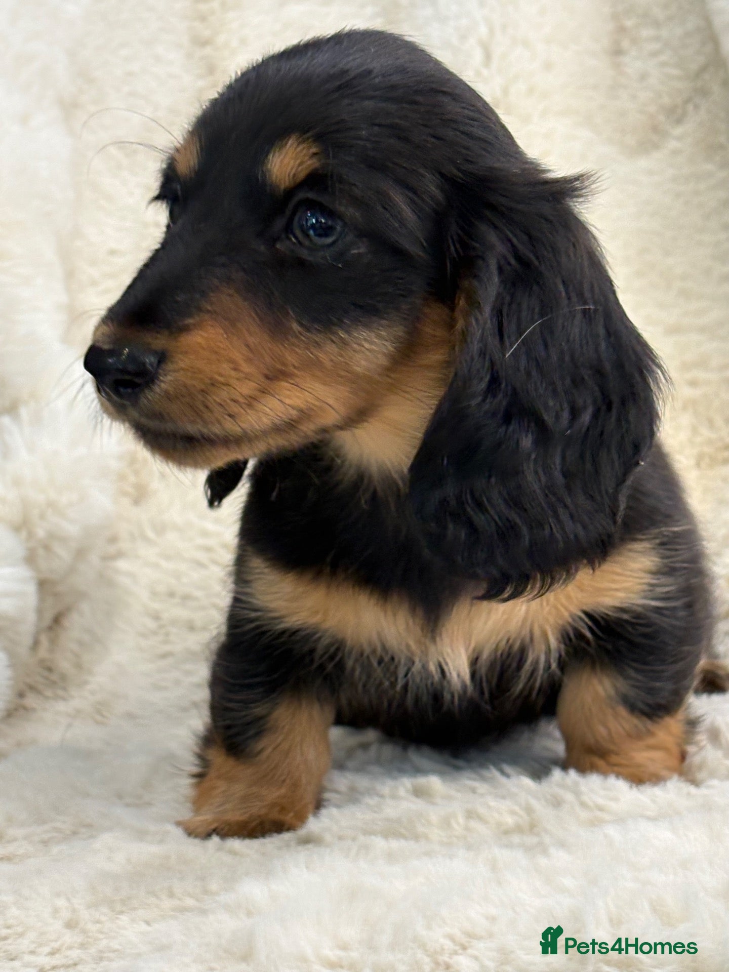Miniature Dachshund dogs Stunning mini long haired dachshund puppies - Advert 1
