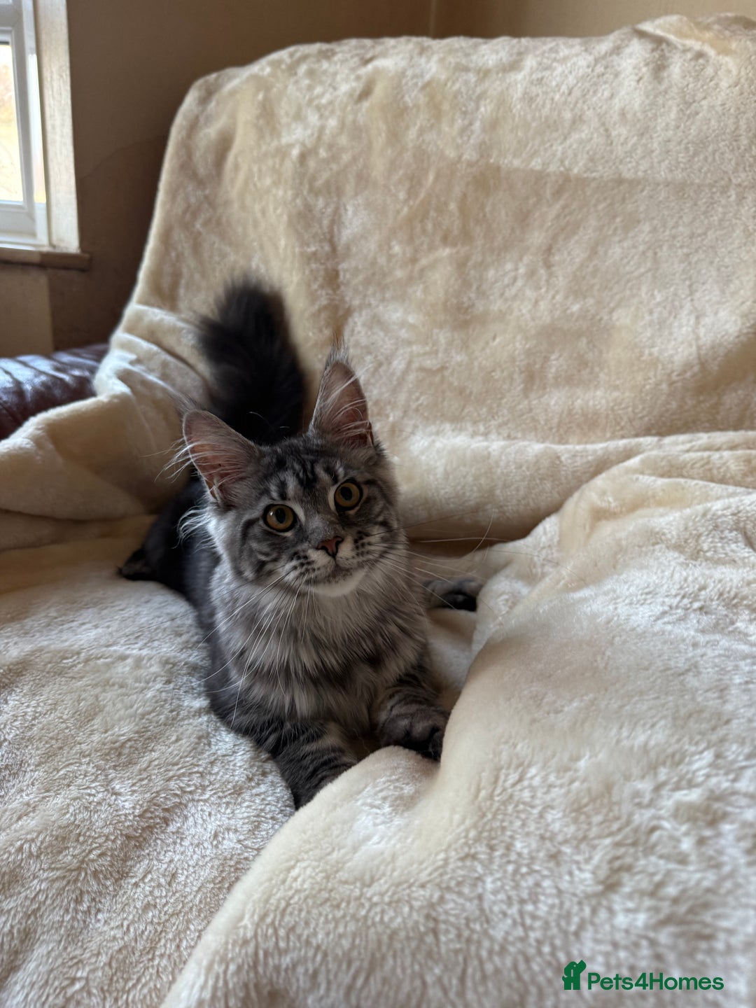 Maine Coon cats for sale: Pedigree GCCF Russian Import line Maine Coons - Advert 20