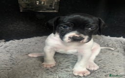 Pointer dogs for sale: English Pointer Bitch - Image 2