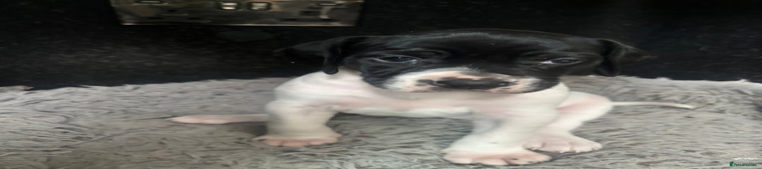 Pointer Puppy 1