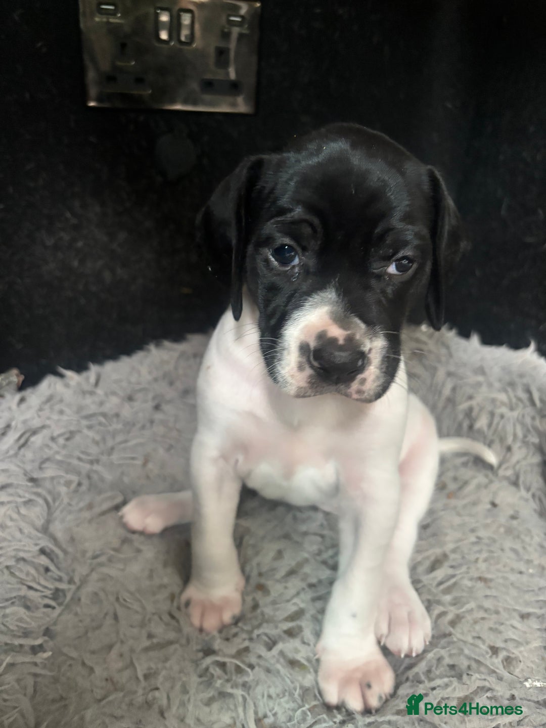Pointer dogs for sale: English Pointer Bitch - Image 2