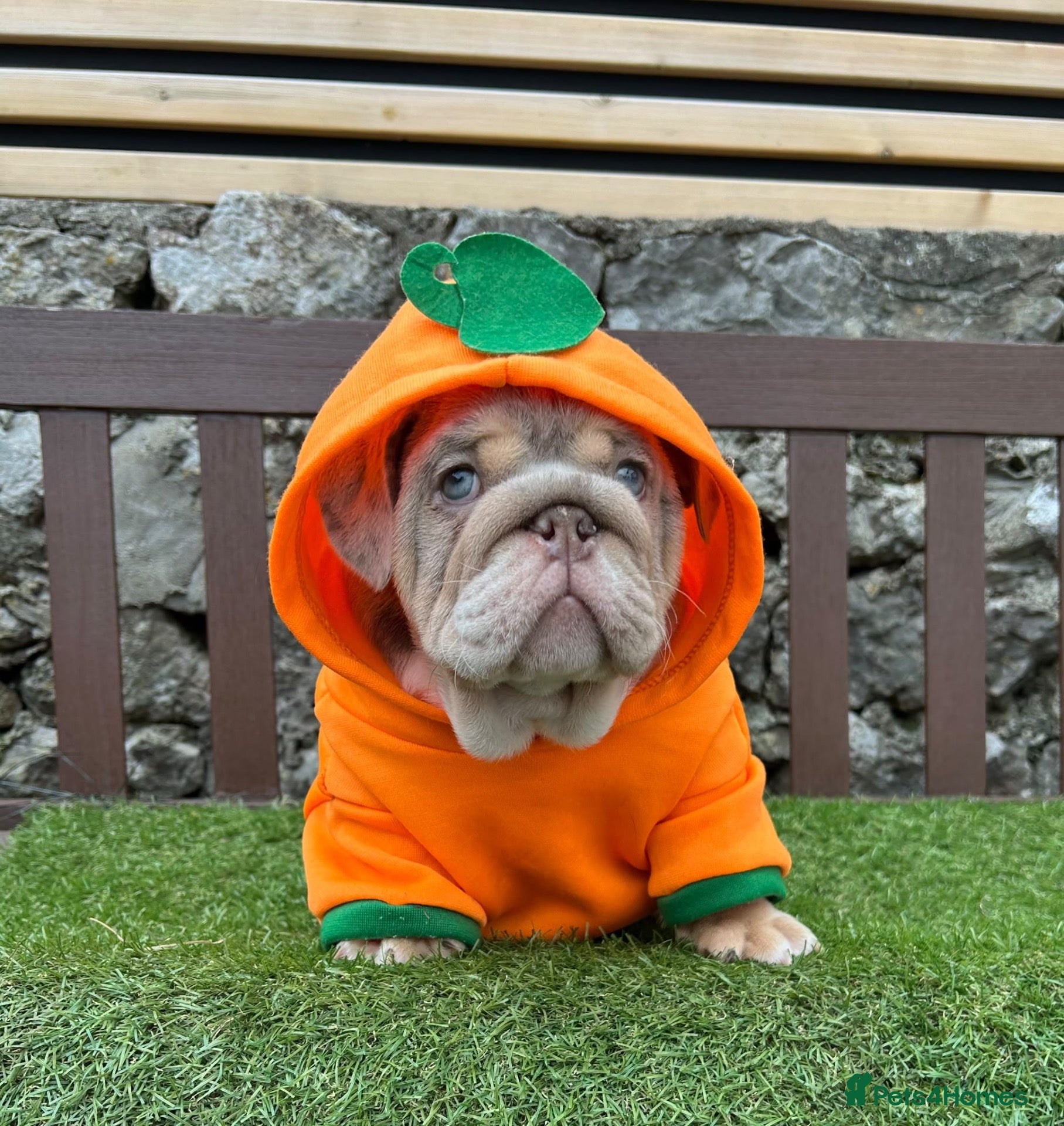 English Bulldog dogs Last boy 🎃 💙 English bulldog puppies - Advert 6