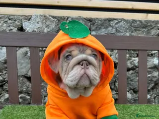 English Bulldog dogs Last boy 🎃 💙 English bulldog puppies - Advert 6