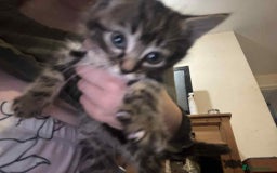 Mixed Breed cats for sale: 5 kitterns  - Image 3