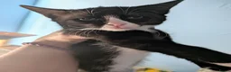 Mixed Breed cats for sale: Beautiful domestic x ragdoll kittens  - Advert 5