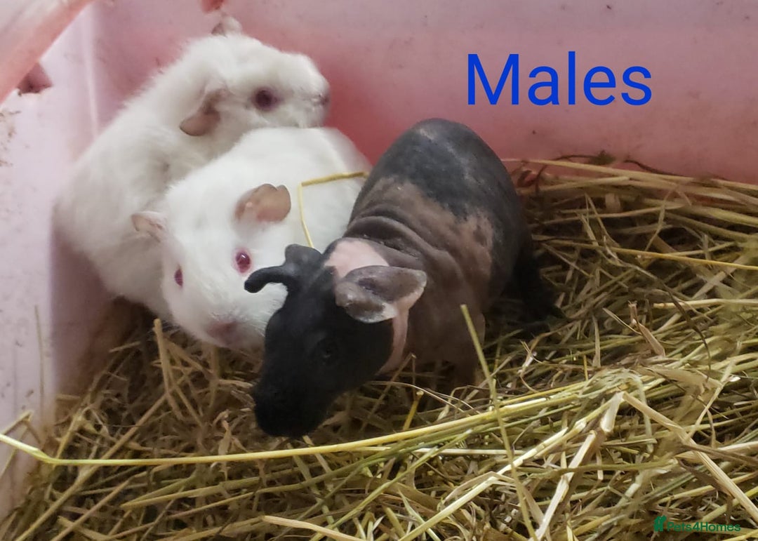 Guinea Pig rodents for sale: Guinea Pig Female/Males available now  - Advert 2