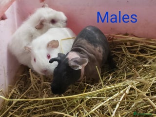 Guinea Pig rodents Normal and Skinny Pig Females/Male available - Advert 4