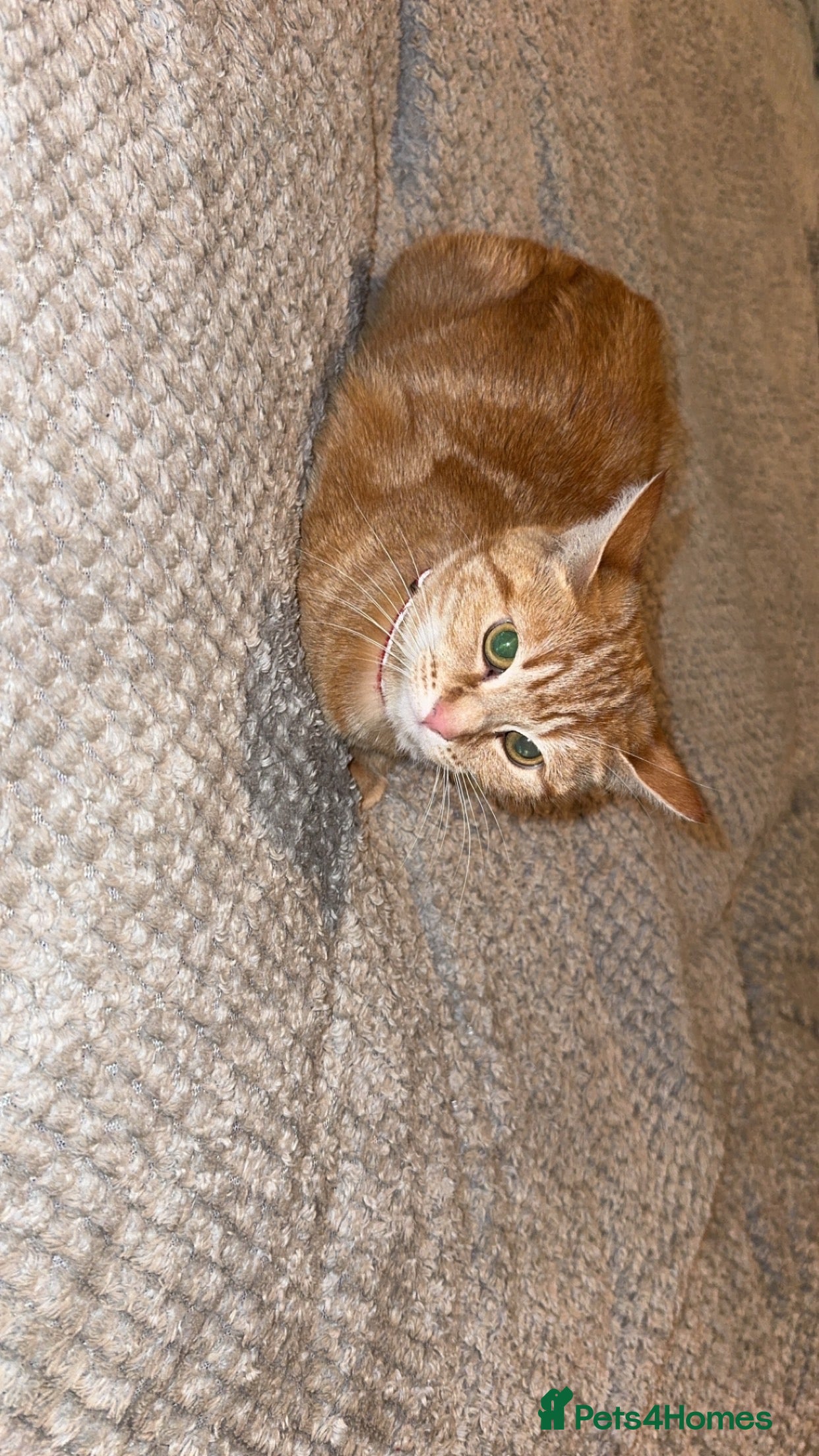 Mixed Breed cats Ginger and tabby cats - Advert 4