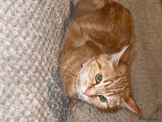 Mixed Breed cats Ginger and tabby cats - Advert 3