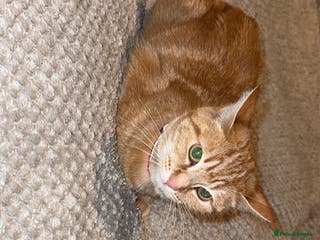 Mixed Breed cats Ginger and tabby cats - Advert 8