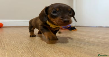 Miniature Dachshund dogs - Advert 14