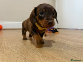 Miniature Dachshund dogs - Advert 3