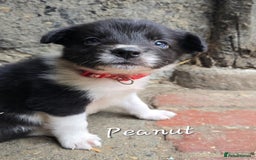 Border Collie dogs for sale:  Any farmers looking for working dogs? - Image 10