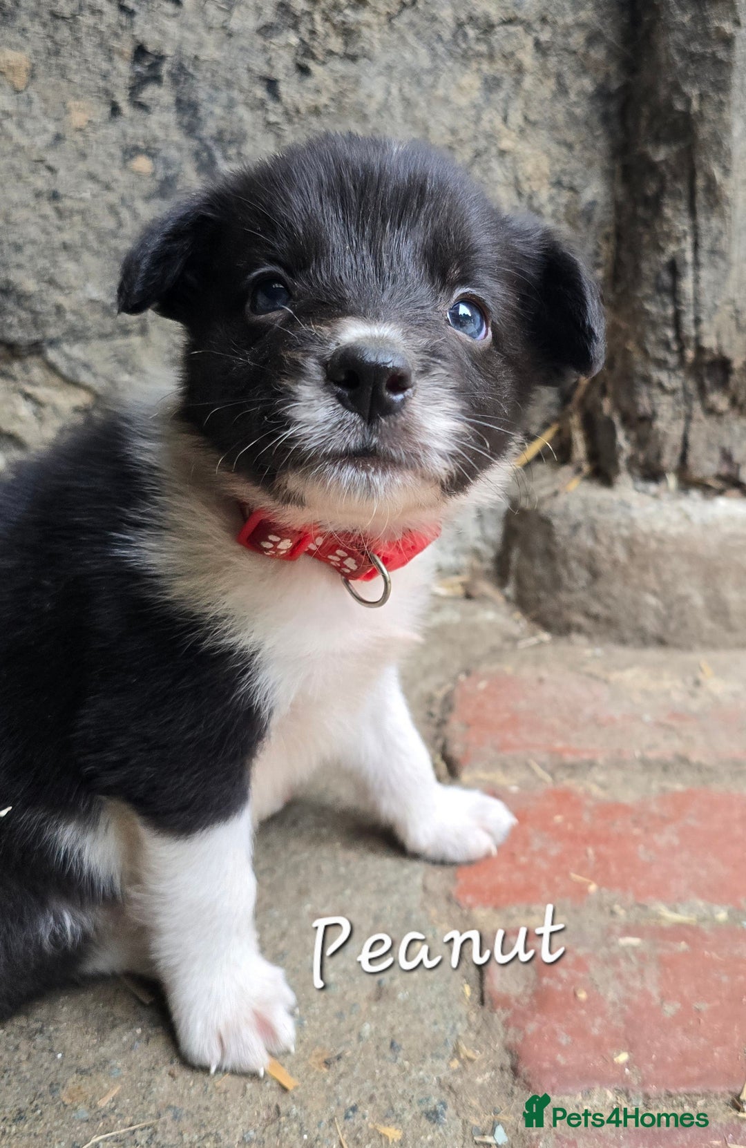Border Collie dogs for sale:  Any farmers looking for working dogs? - Image 10
