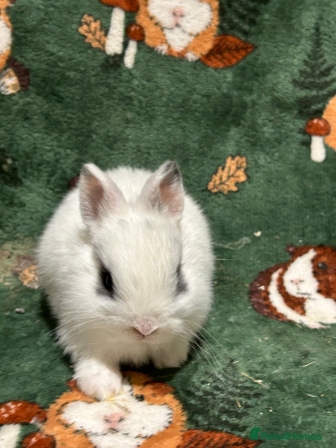 Netherland Dwarf rabbits for sale: Baby Netherlands Dwarf Bunnies  - Advert 3