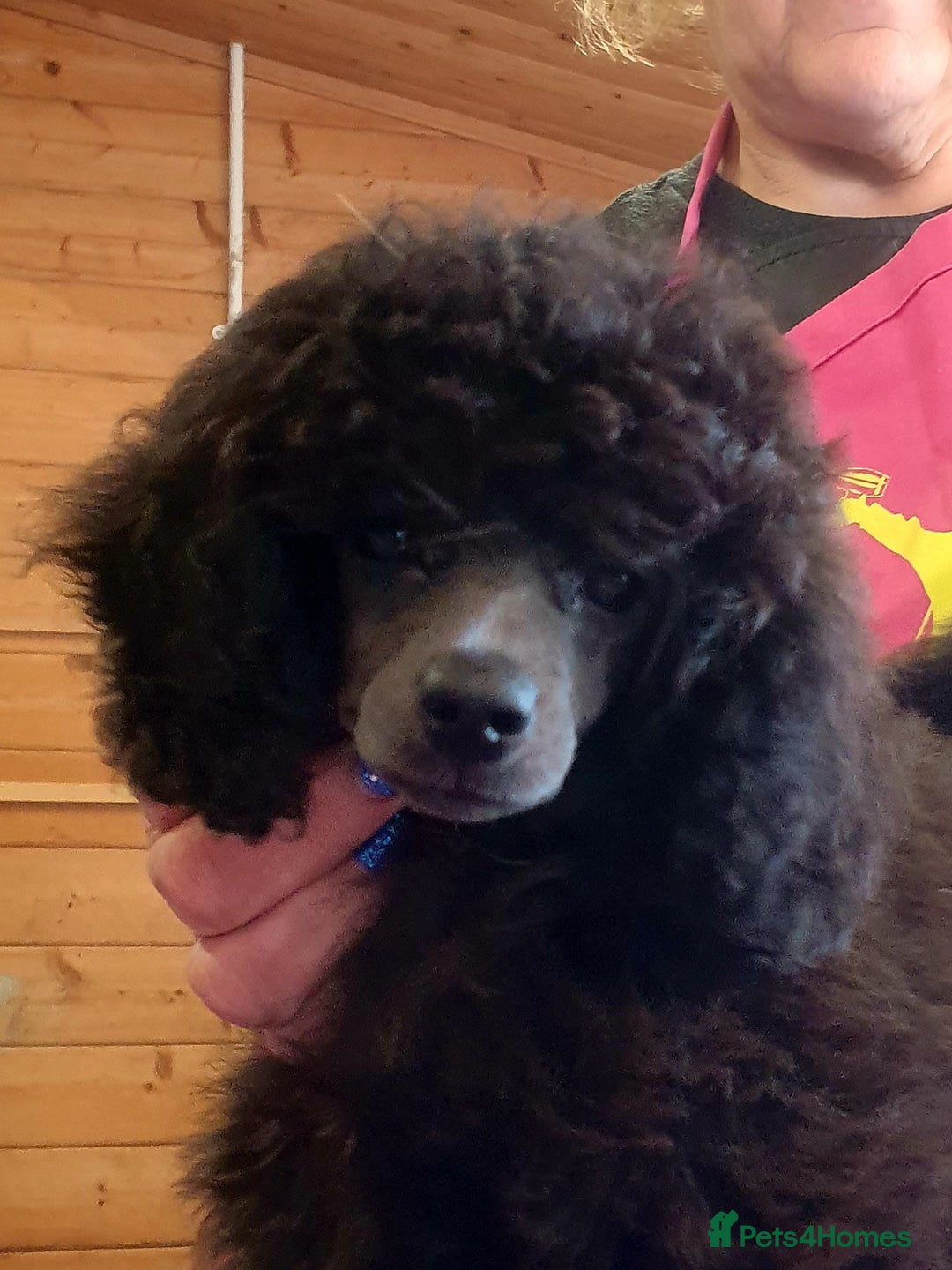 Miniature Poodle dogs for sale: Male Available  - Image 3