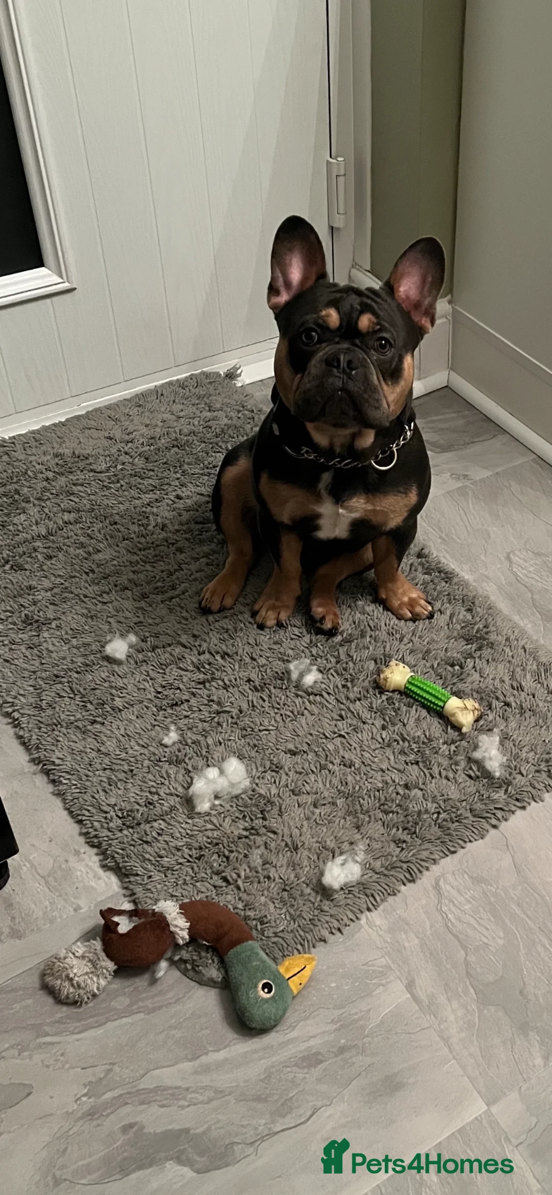 French Bulldog dogs for stud: Rocking Rico for Stud KC and DWKC registered  - Advert 10