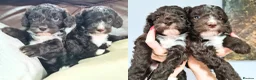 Cockapoo dogs for sale: 3 girl 2 boys May babies (July Home Time) - Advert 33