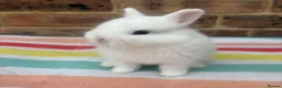 Netherland Dwarf rabbits for sale: White, Chocolate & Blue Netherland Dwarf Bunnies  - Advert 4