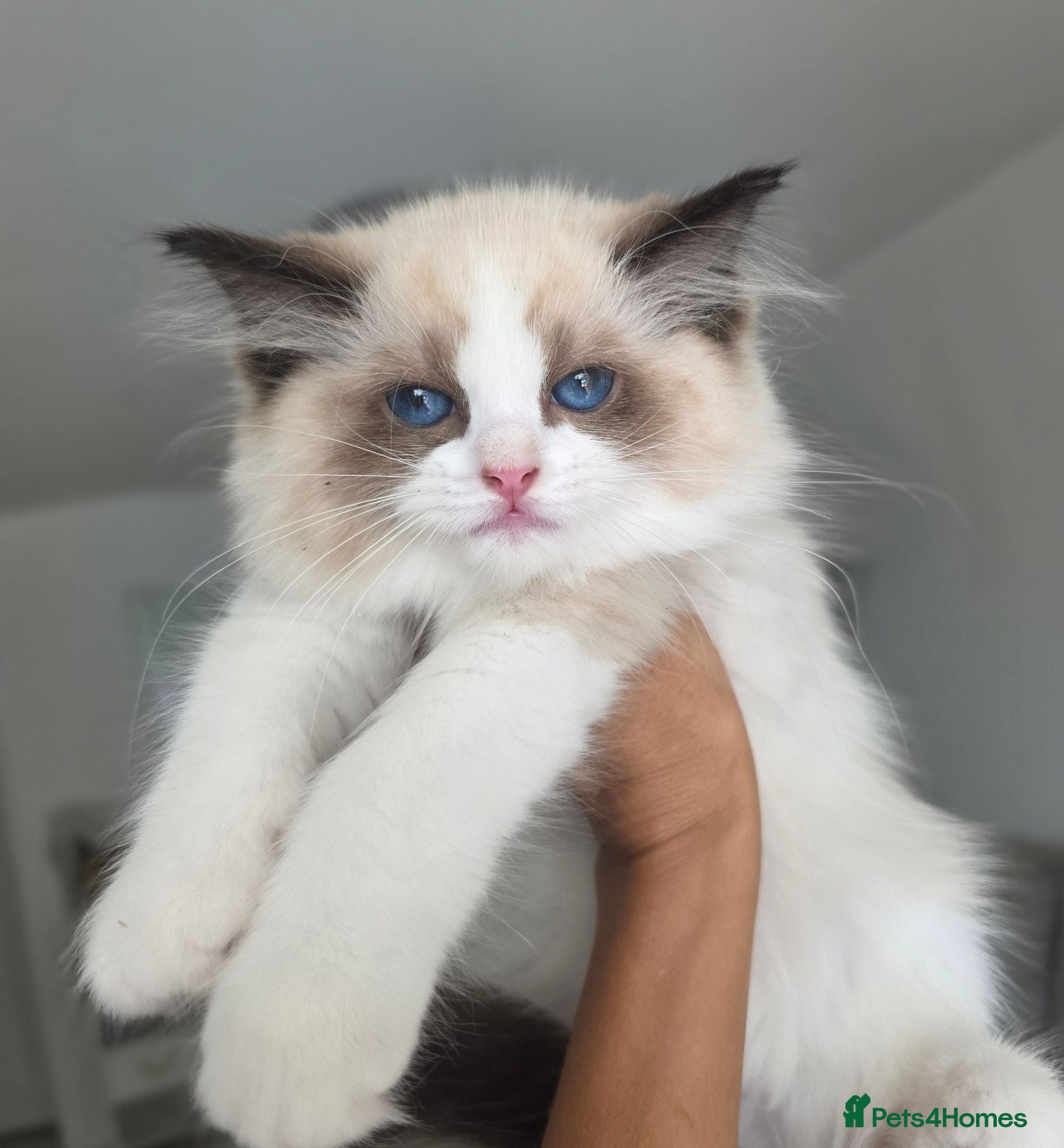Ragdoll cats 💓Girl & boy 🩵🏆European Champion lines 💫Tica - Advert 1