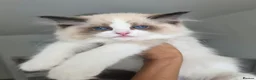 Ragdoll cats for sale: 💓Girl & boy 🩵🏆European Champion lines 💫Tica - Advert 1
