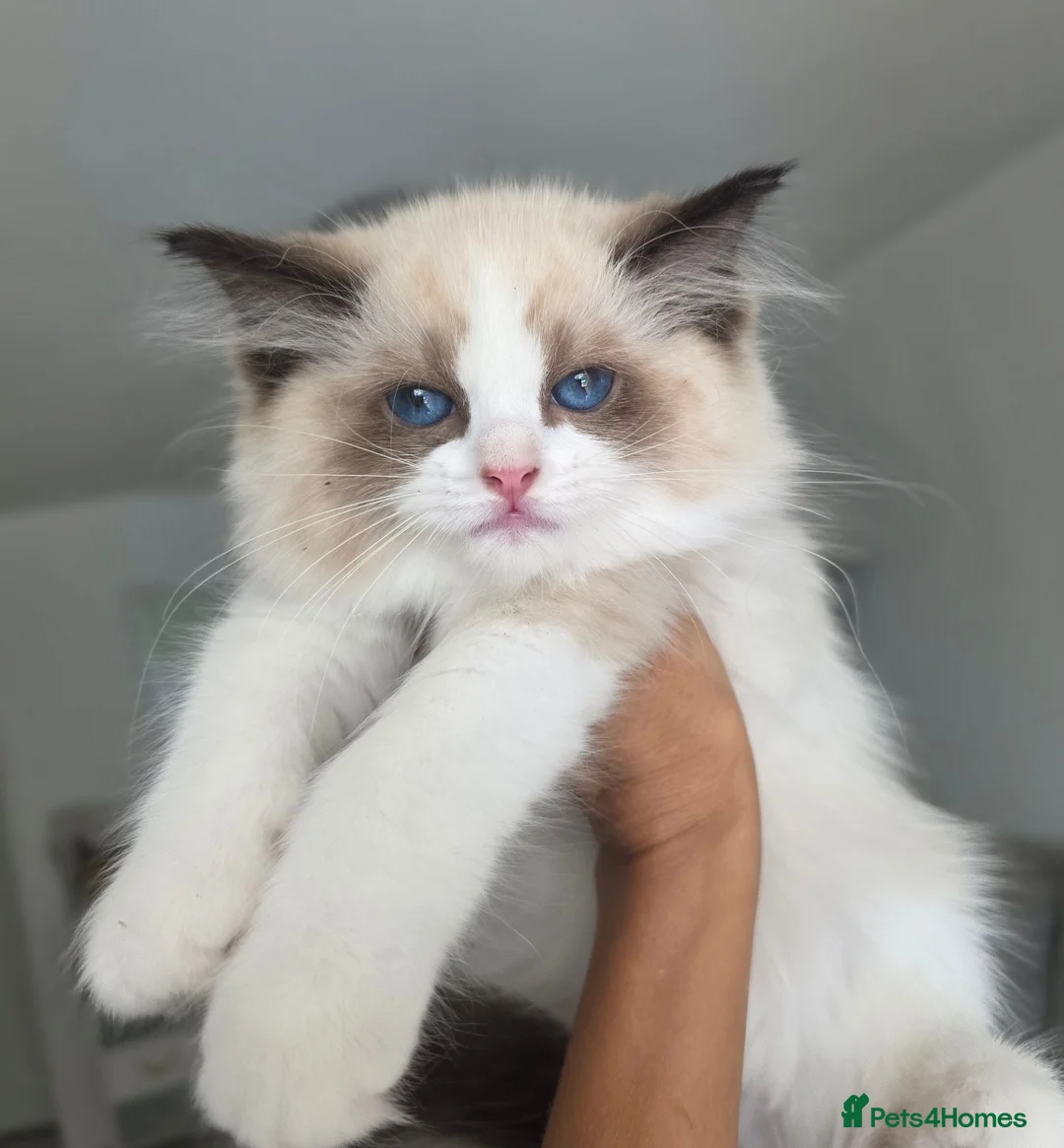 Ragdoll cats for sale: 💓Girl & boy 🩵🏆European Champion lines 💫Tica - Advert 1