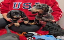 Dachshund dogs for sale: Miniature dachshund  - Image 1