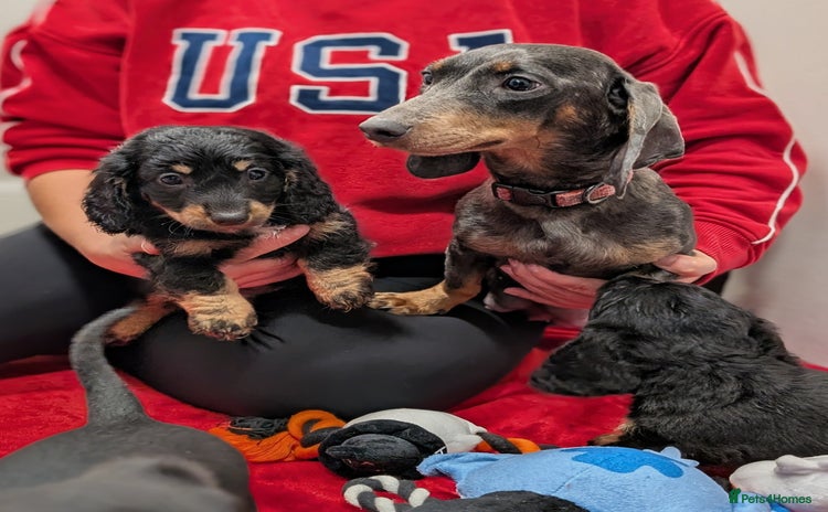 Dachshund dogs - Advert 16