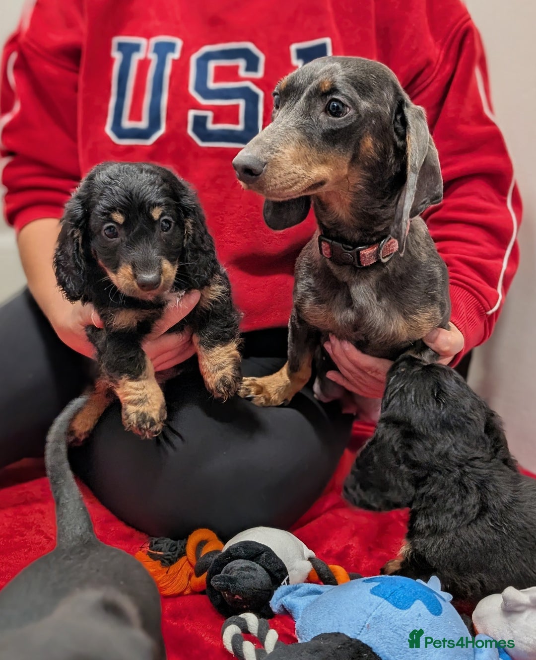Dachshund dogs for sale: Miniature dachshund  - Image 1
