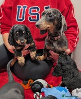 Dachshund dogs - Advert 8